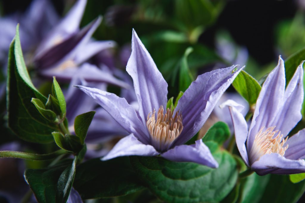 Клематис (Сlematis) в школе Kazanflowerschool. Фото @havikozoki