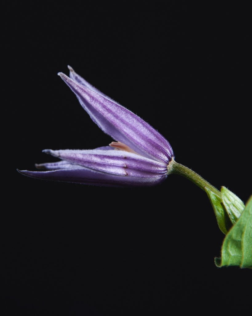 Клематис (Сlematis) в школе Kazanflowerschool. Фото @havikozoki