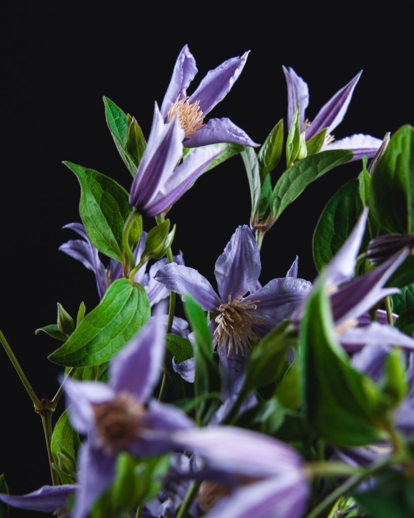 Клематис (Сlematis) в школе Kazanflowerschool. Фото @havikozoki