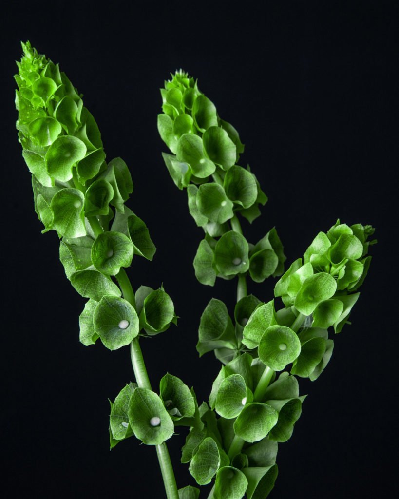 Малюцеллы Ирины Лотковой @irina_lotkova73 в школе Kazanflowerschool. Фото @havikozoki