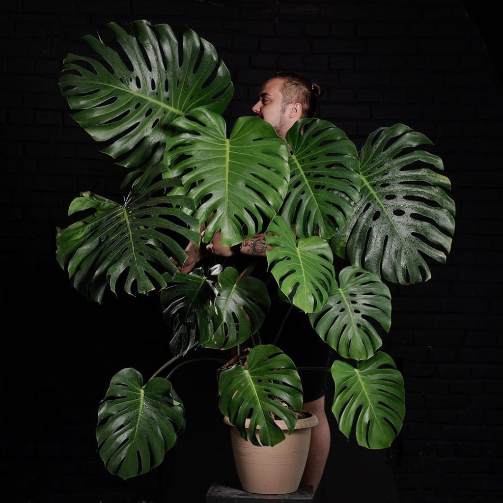 Максим Вотяков @maks_flor. Курсы флористики. Букеты Казань. Комнатные растения Казань.