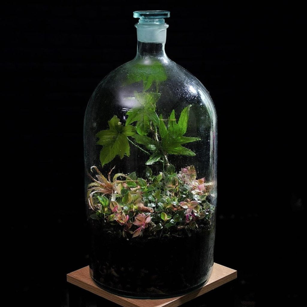 Максим Вотяков @maks_flor. Курсы флористики. Букеты Казань. Комнатные растения Казань.