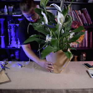 Обмотка горшка с растением канатом Обмотка горшка с растением канатом