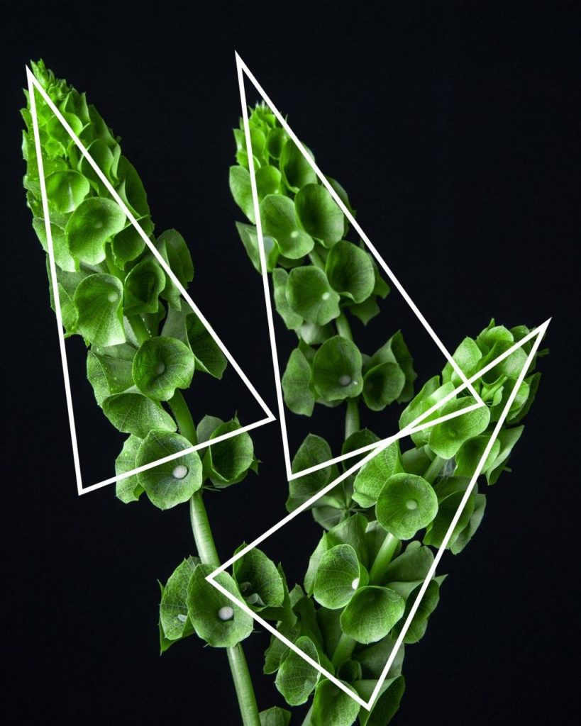 Треугольный Габитус