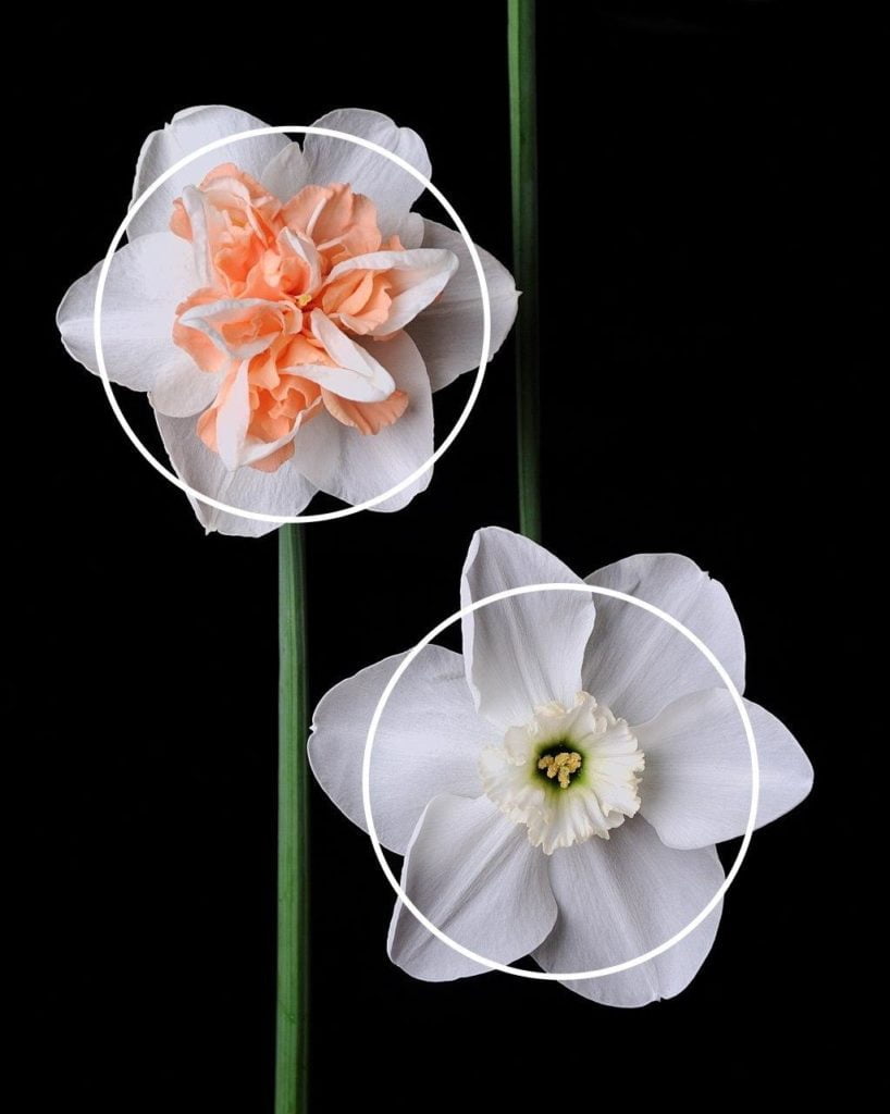 Круглый габитус