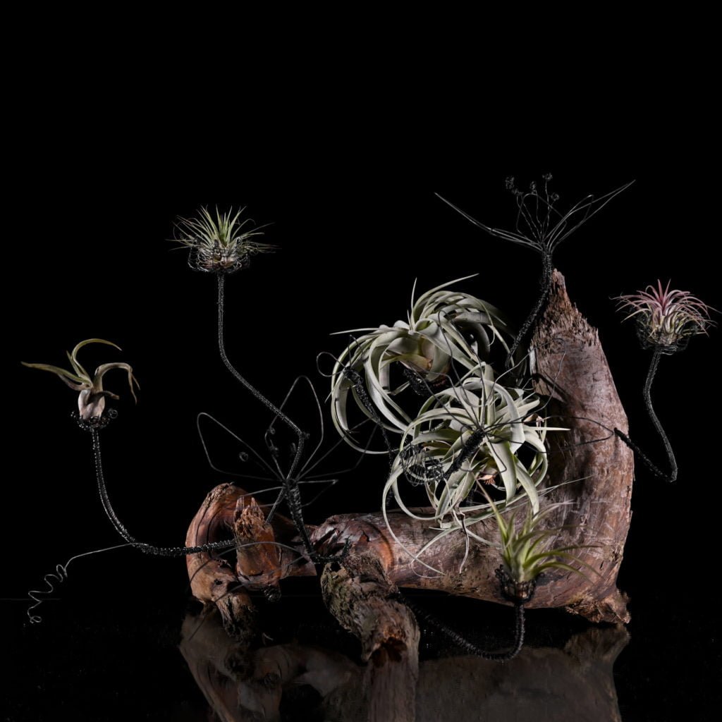 Композиция с тилландсией